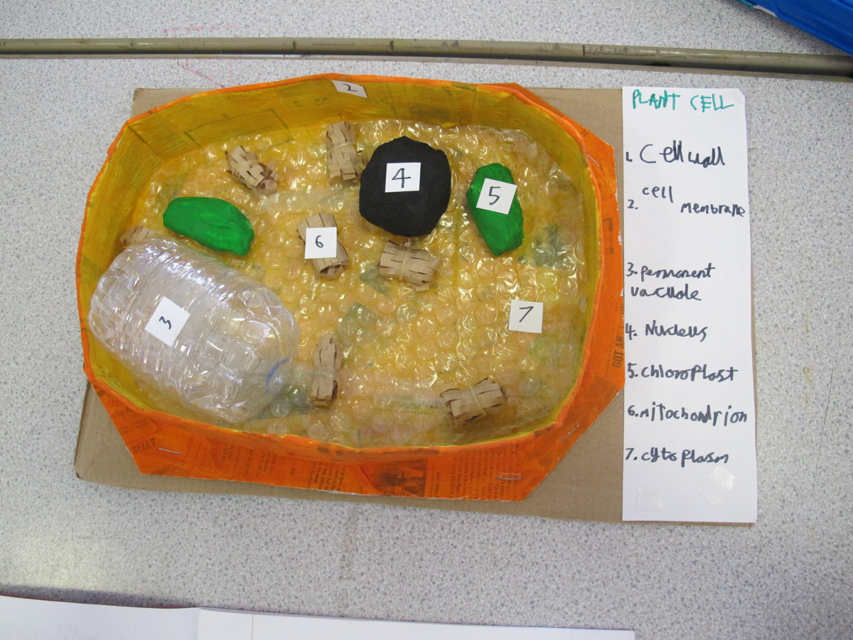 Year 7 Scientists Create 3D Models of Cells | Rye College ...