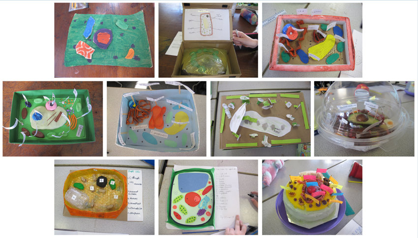 Image of Year 7 Scientists Create 3D Models of Cells
